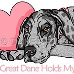 A Great Dane Holds My Heart - features Great Danes in the colors of Black, Blue, Brindle, Fawn, Harlequin, Mantle, Merle, Mantled Merle & White, with Cropped or Uncropped ears holding a pink heart.