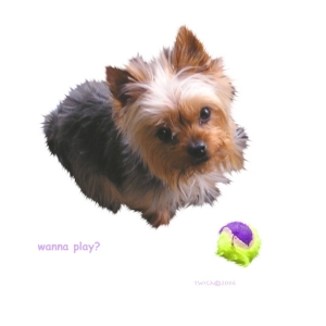 Adorable Yorkie wants to play....pleeeeeeez??? Great gifts for Yorkshire Terrier lovers, t-shirts, mousepads, cuttingboards and bags. Choose one for yourself or an animal lover you know.
