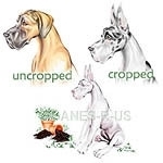 You know the troubles great danes always manage to find? These Naughty Pups are CAUGHT in the act of repotting the plants - uhh.. make that UN-Potting them! Available in 8 colors with cropped or uncropped ears.