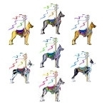 "You got a saddle for that thing?" How many times have you heard that? Well, these Carousel Great Danes do have a saddle and are adorned with a show ribbon. Choose from Cropped or Uncropped.