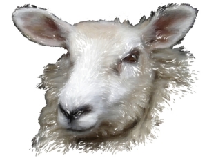 Beautiful soft fluffy white sheep. Give or keep this barnyard animal on t-shirts,bags,mousepads and housewares. Great whether you are feeling sheepish or not!