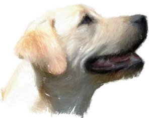 Yellow Labrador Retrievers! For all lab lovers and all dog lovers, this happy doggie will smile his way into your heart. See him on t-shirts,bags,hoodies,mousepads and housewares. A great gift!