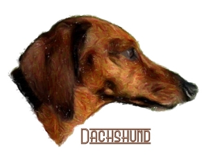 Who can resist an adorable wiggly little wiener dog?For all Dachshund lovers, dog lovers and animal lovers! Our t-shirts,bags,mousepads,housewares all make great gifts!