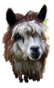 The beautiful Alpaca, at home high in the Andes Mountains of Peru and Bolivia. A treasured gift for all animal lovers. T-shirts,mousepads,hoodies,bags,housewares.