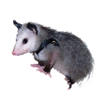 Design for Possum Lovers by Deleas Kilgore.