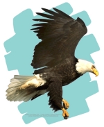 A graceful Eagle in Flight, against a summer sky, is a very special design for anyone who loves this awesome bird. The Eagle is held in high regard by Native Americans, and having him on T-shirts, Sweatshirts, and more makes him very popular indeed!