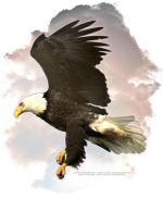 An Eagle in Flight among the clouds, is a very special design for anyone who loves this awesome bird. The Eagle is held in reverence by Native Americans, and having him on T-shirts, Sweatshirts, is a beautiful thing! He's a terrific gift idea, too!