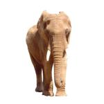 In here you will find great elephant designs on t-shirts and other casual clothing for kids and adults. Click on one of the designs and buy something today for someone who has a passion for elephants.