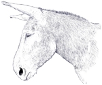 donkey designs