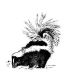 Click on a skunk images below to see it on heaps of t-shirts and other casual clothing.