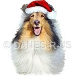 Happy Sable Collie wearing a festive red Santa Claus hat will help you and all who see him get into the Holiday Spirit this Christmas season.