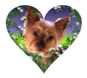 Yorkie Love just makes your heart melt. Great gifts for dog lovers and animal lovers and specially for you, if you have the love of a Yorkshire Terrier or just wish you did. T-shirts, mousepads, household gifts.