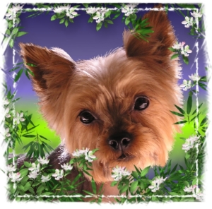 Beautiful Yorkie dog amid apple blossoms in a colorful summer design for all yorkshire Terrier lovers. Pet gifts of this adorable breed for all your animal loving friends. T-shirts, mousepads, and household gifts.