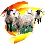 Click on one of the sheep designs below to see it featured on a range of t-shirts and other casual clothing for sheep loving kids and adults.