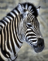 Lions, tigers, and bears...oh my! Other wild animals, including the leopard, ocelot, cougar, zebra, elephant, gorilla, and a special section just for wolves.