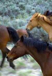 For our horse lovers we have created several designs to spice up your kitchen equestrian style!
