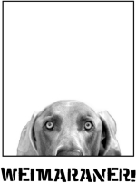 This Weimie peeking ready to pounce is a cute graphic that any Weimaraner lover would appreciate!