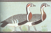 From the tomb of Nefermaat. These beautifully painted geese are a small part of a larger mural. These geese have been rendered with loving detail by a true master painter.