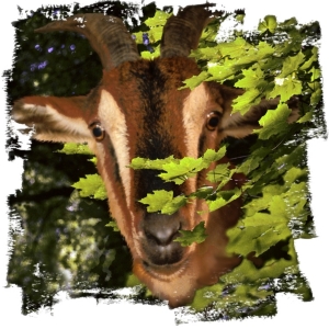Shy or naughty? He's a goat ! For all you animal lovers, and kids young and old. Scroll down to see him on t-shirts,mousepads,bags,cuttingboards and other great gifts!