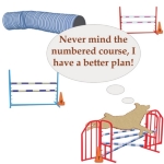 Agility is fun. Sometimes the dog has its own idea of fun. This dog is back jumping the double, out of sequence. His thought bubble says "Never mind the numbered course, I have a better plan!" Sound familiar?