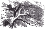 From Alice in Wonderland, written by Lewis Carroll and illustrated by Sir John Tenniel.