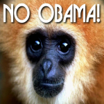 Buy No Obama famous monkey gifts and apparel in bulk. Then you can resell them and make a profit. They are especially loved by republicans, senior citizens and anyone with associations to the GOP. You can resell these in your bar or tavern and get free