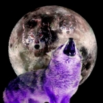 Maybe you've already heard about Three Wolf Moon and its almost mystical powers. Rumor has it that wearing Three Wolf Moon will attract women out of the woodwork! Try one on and take a walk around your college or university. I bet you can't make it bac