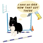 This cartoon style Sheltie looks in innocent surprise at a jump bar lying on the ground and thinks "I have NO idea how that got there" Agility is a good game to keep a sense of humor.