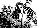 You see a black and white rowan branch swaying in the wind against a white background.