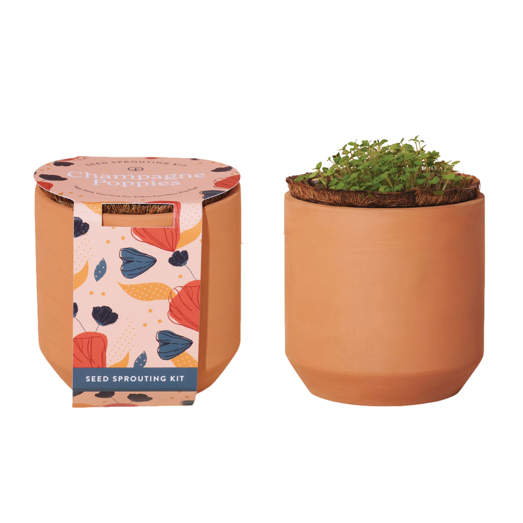Customized Modern Sprout Tiny Terracotta Grow Kit Champagne Poppies
